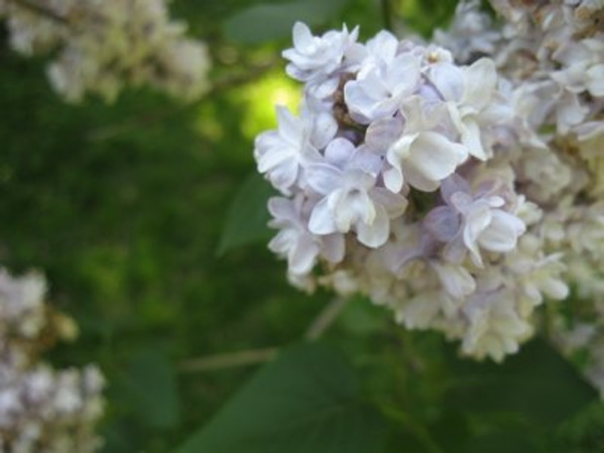 7 Kinds of Fragrant Flowers for a SweetSmelling Garden Dengarden
