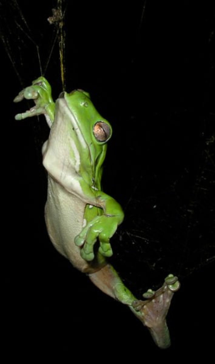 Facts About Green Tree Frogs Things to Know Before Keeping Them as