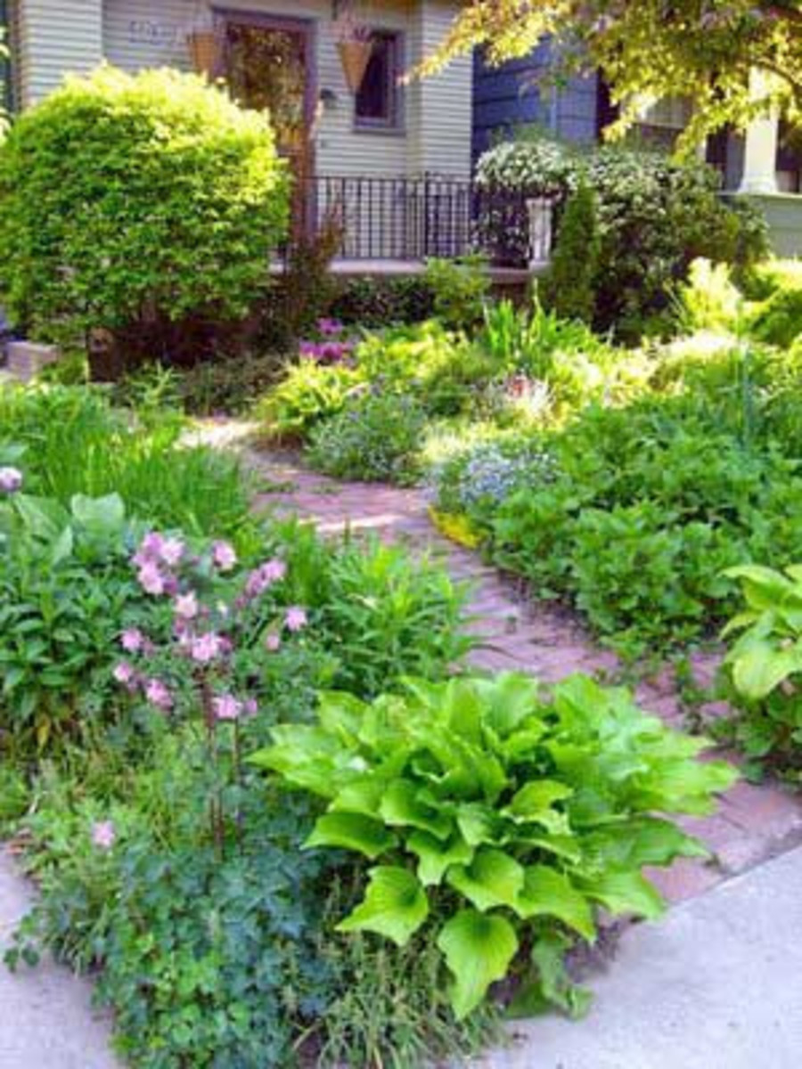 Best Ground Cover Plants for Lawn Peanut Plant and Carabao Grass