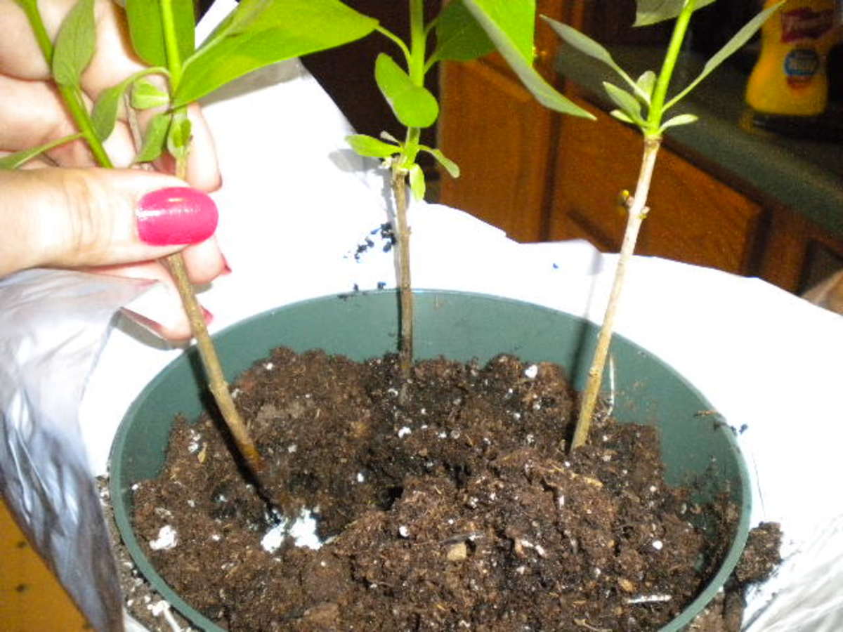 How to Propagate Lilac Bush Dengarden