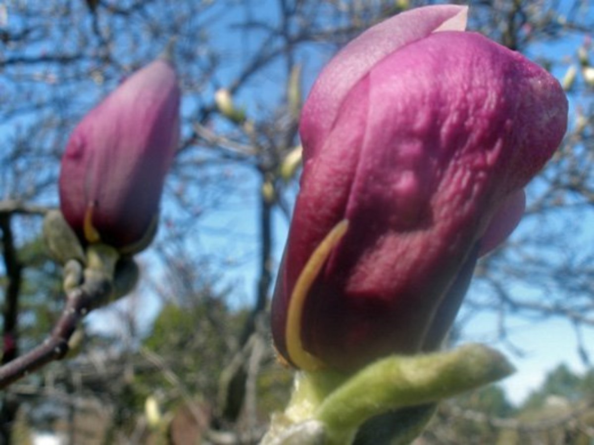 15 Types of Magnolia Trees and Shrubs (With Photos) Dengarden
