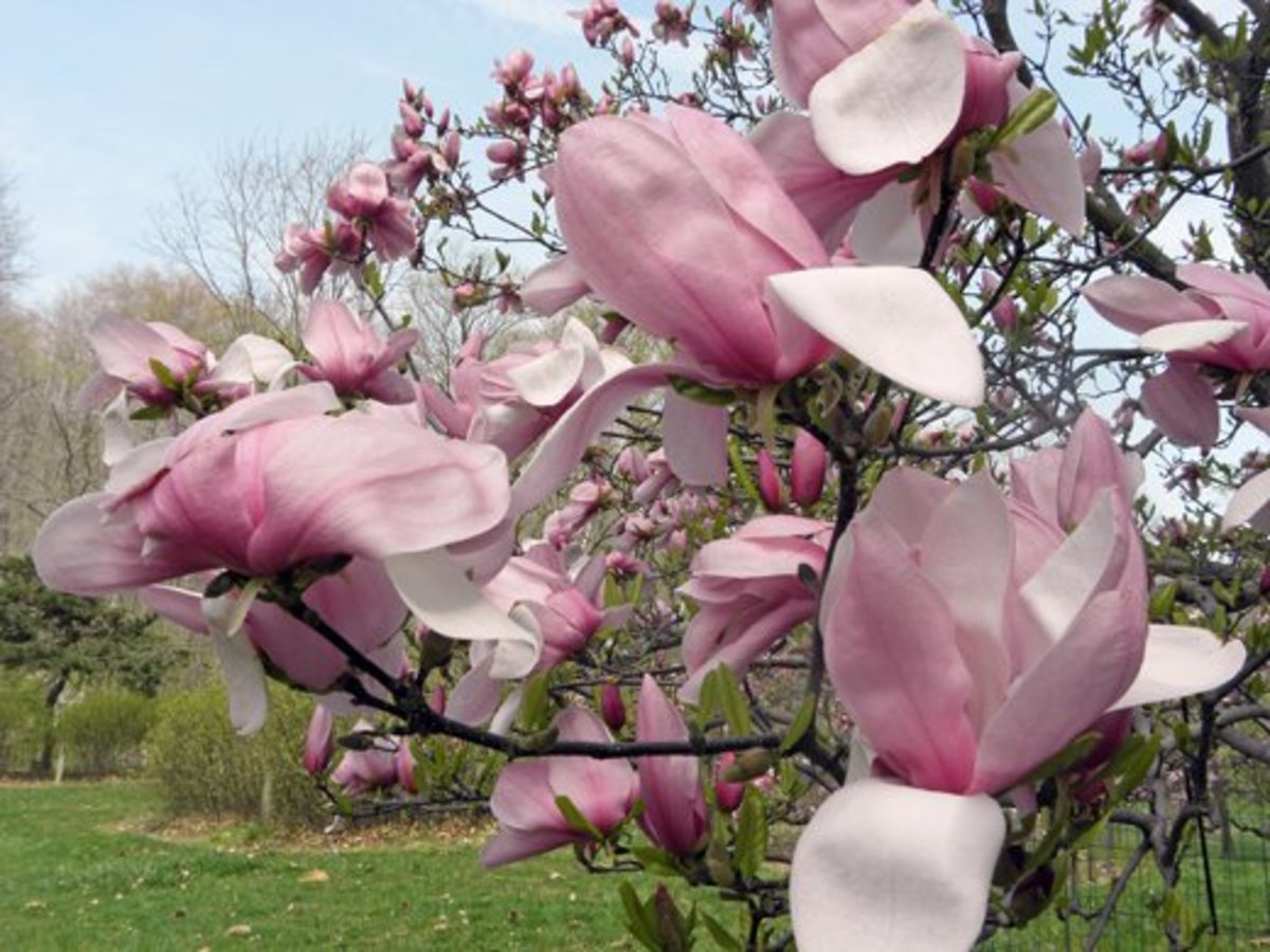15 Types of Magnolia Trees and Shrubs (with Pictures) Dengarden