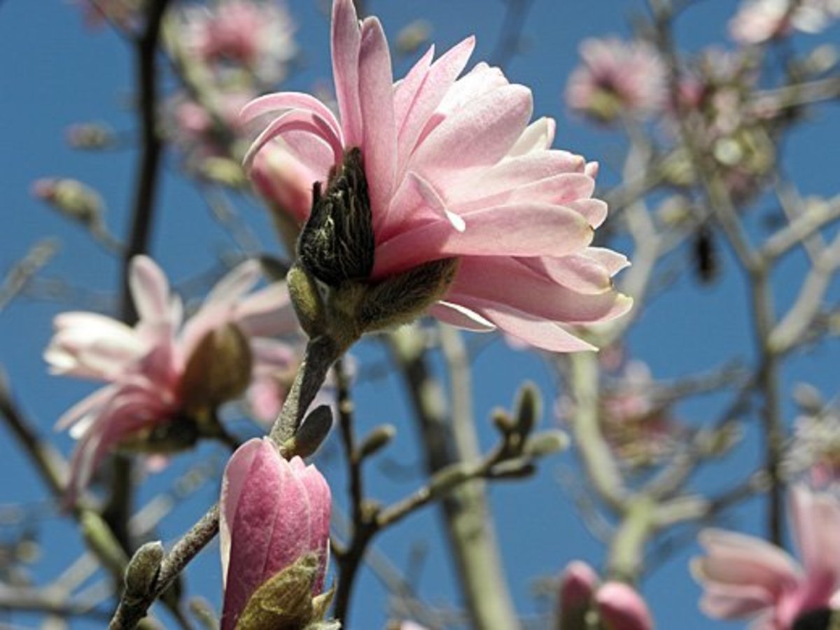 15 Types of Magnolia Trees and Shrubs (With Photos) Dengarden