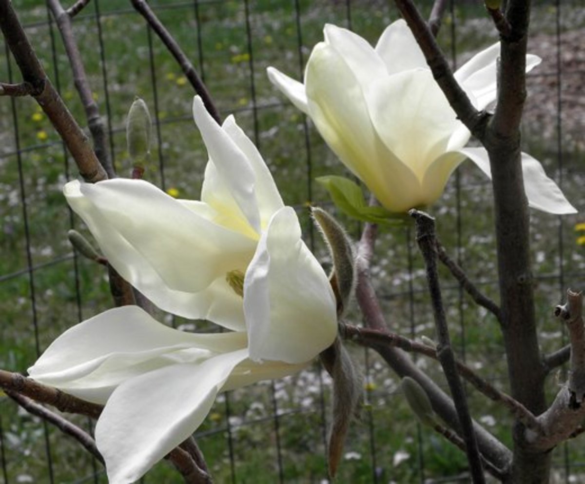 15 Types of Magnolia Trees and Shrubs (with Pictures) Dengarden