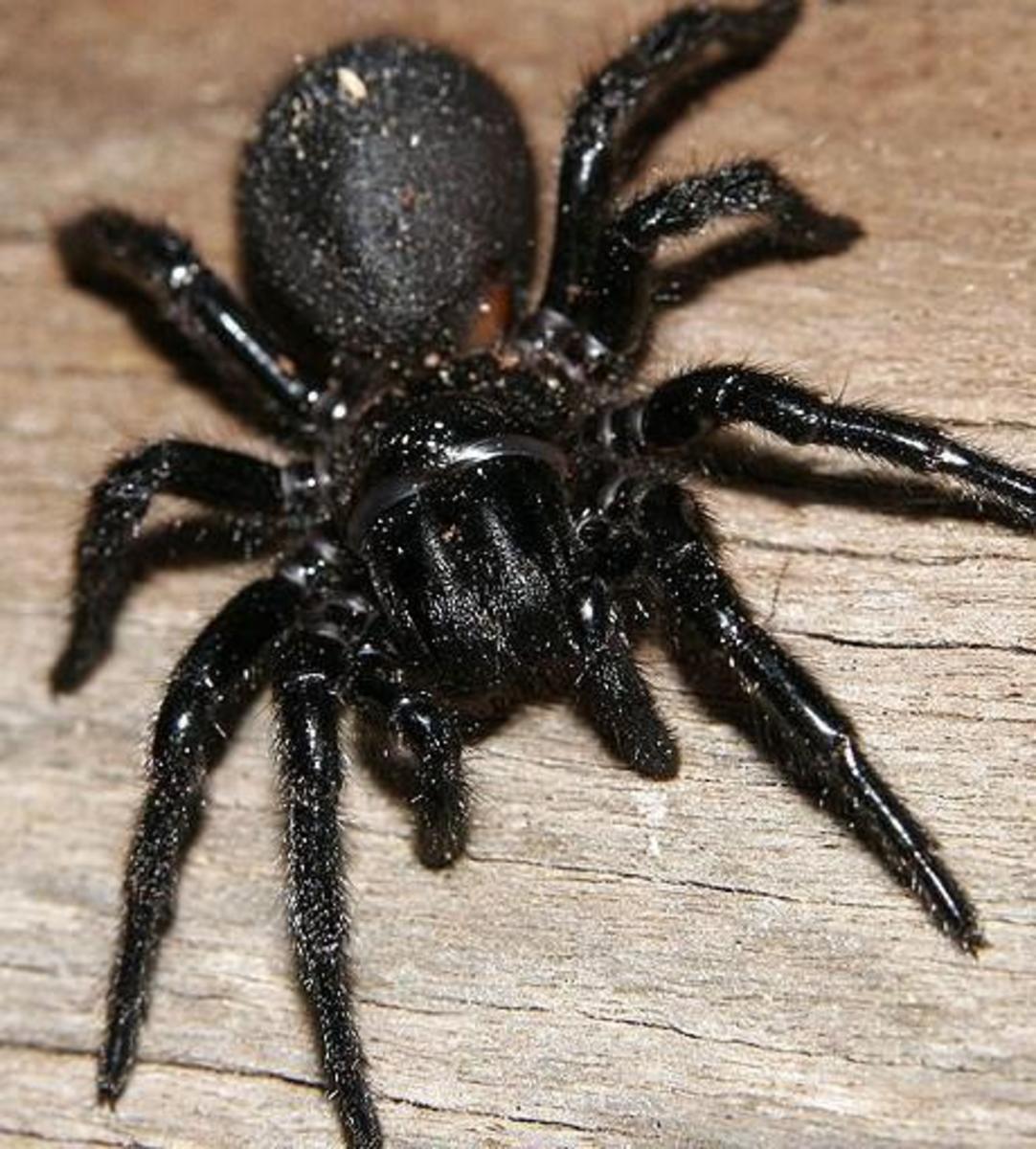 Living Spineless types of invertebrate animals HubPages