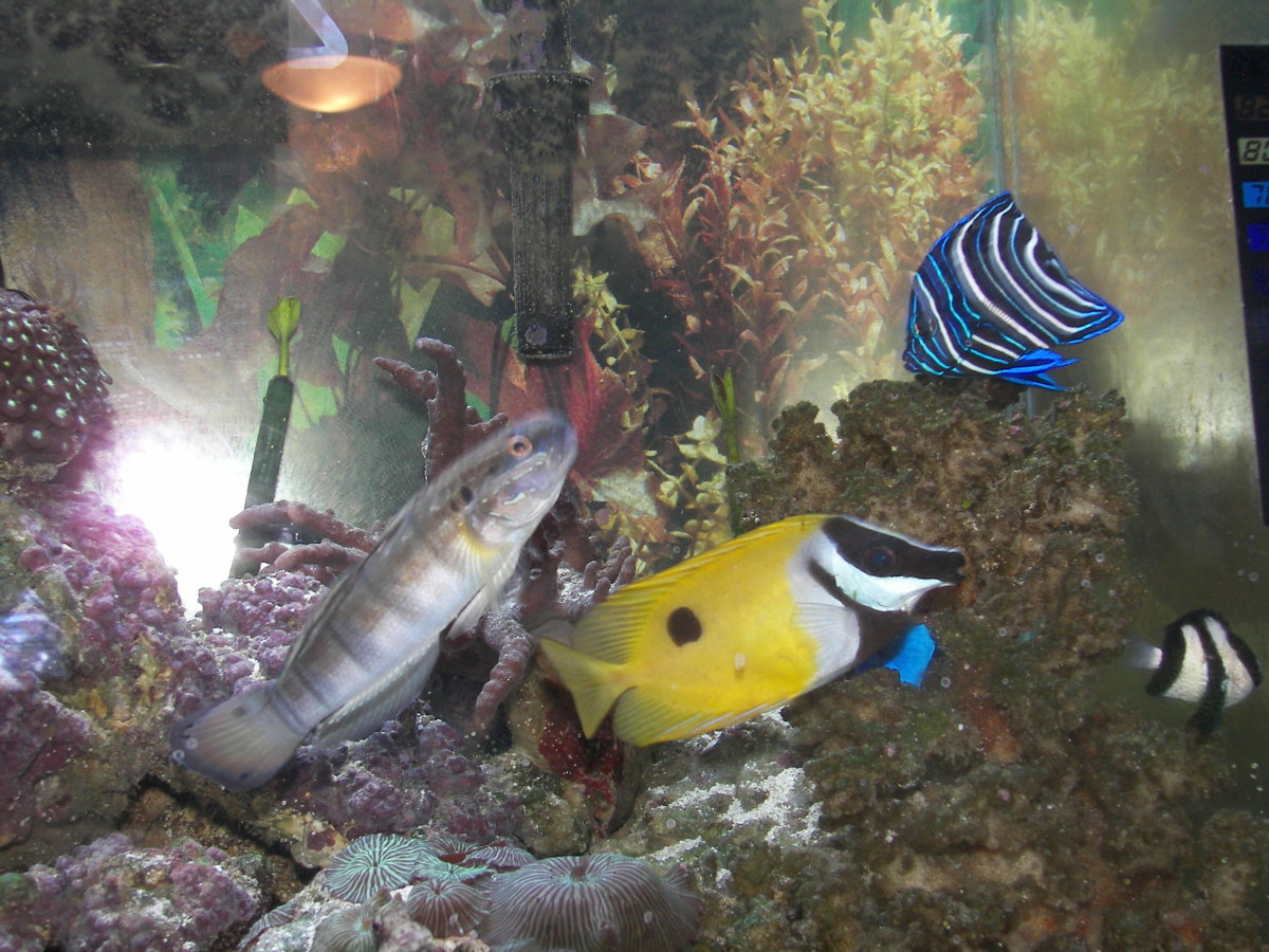 Setting up a SelfSustaining Saltwater Fish Tank Aquarium PetHelpful