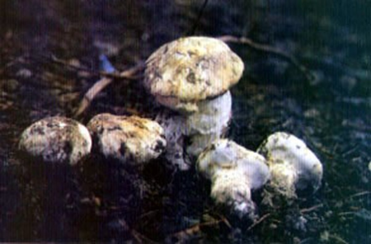 Wild Edible Mushrooms and Truffles of Oregon Delishably