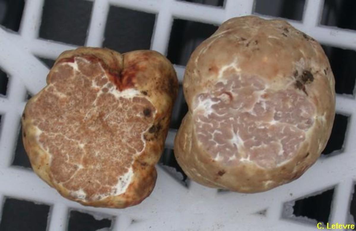 Wild Edible Mushrooms and Truffles of Oregon Delishably