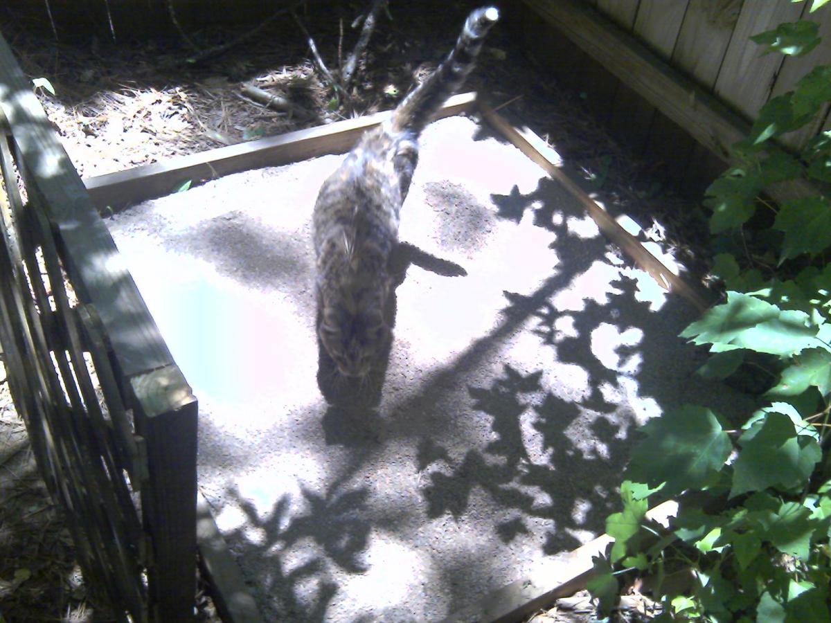 How To Build An Outdoor Cat Litter Box PetHelpful