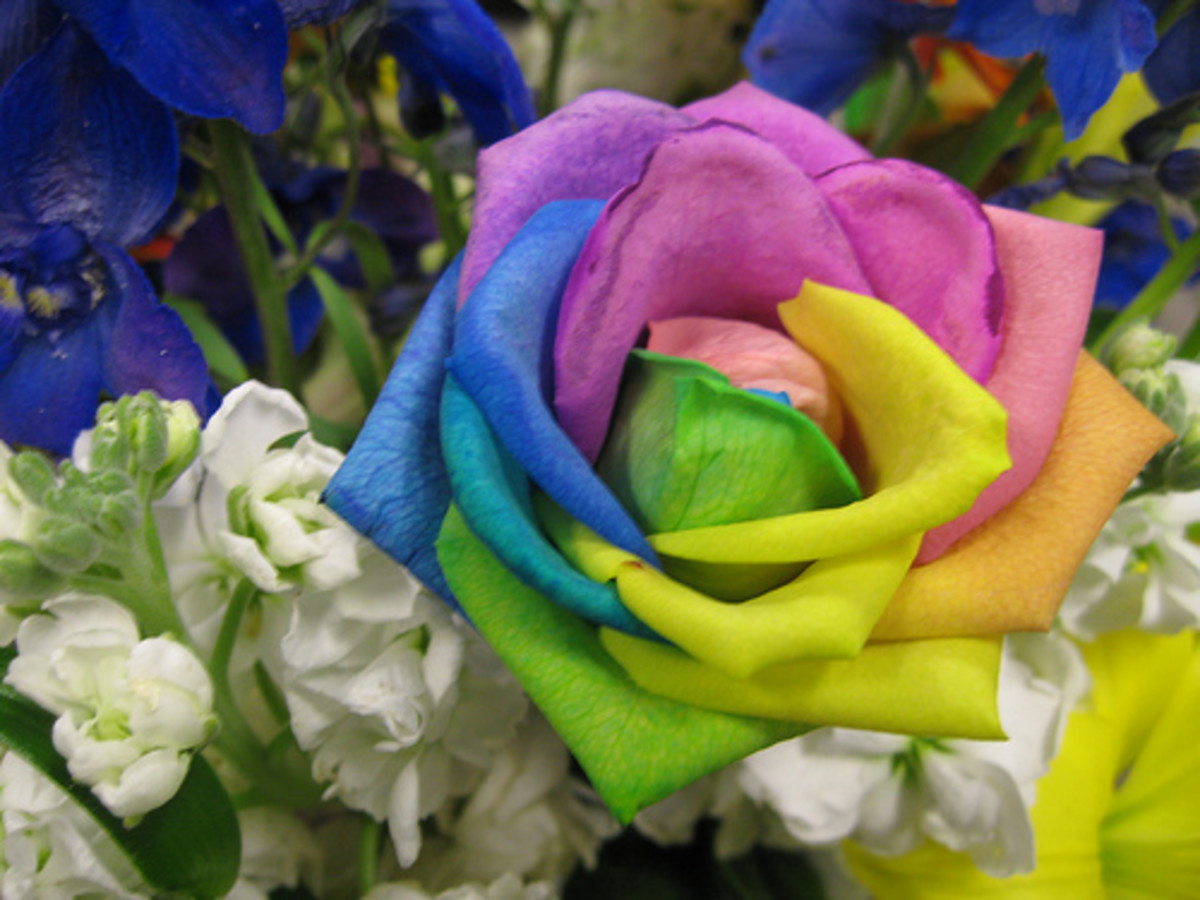 What Does Rainbow Rose Mean at Walter Coughlin blog