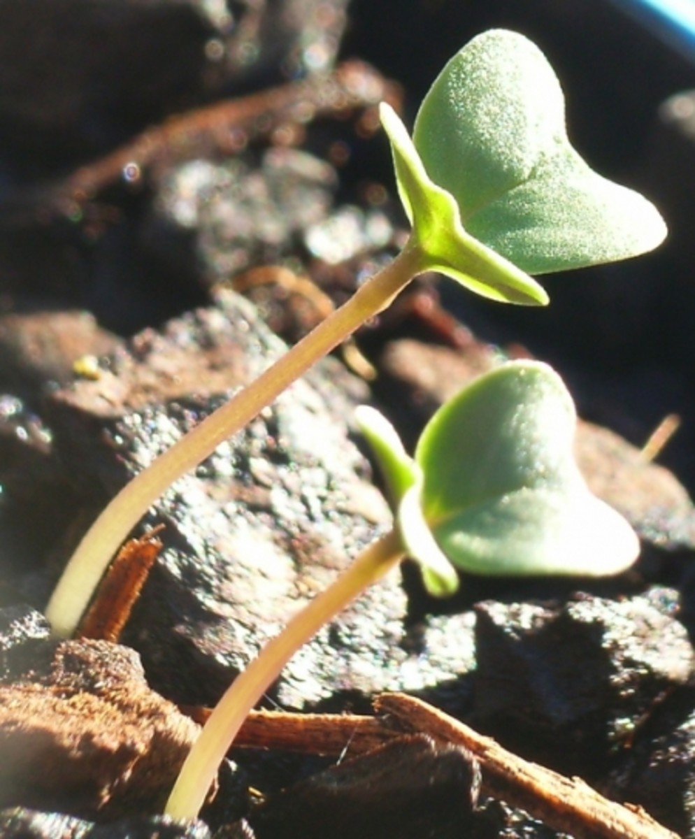 How to Grow Plants Plant Growing from Seed