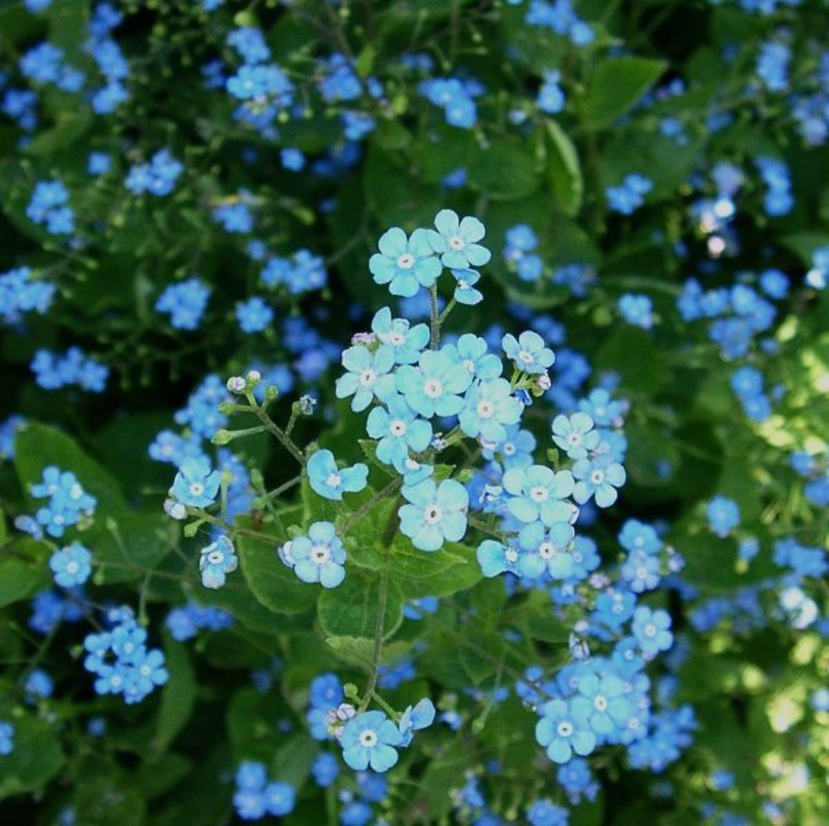 Indigo Miller Shade Loving Flowering Shrubs Zone 6 / Pin on planting