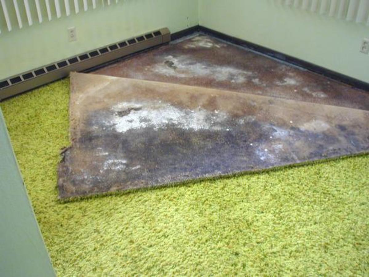 How We Survived Toxic Black Mold Exposure