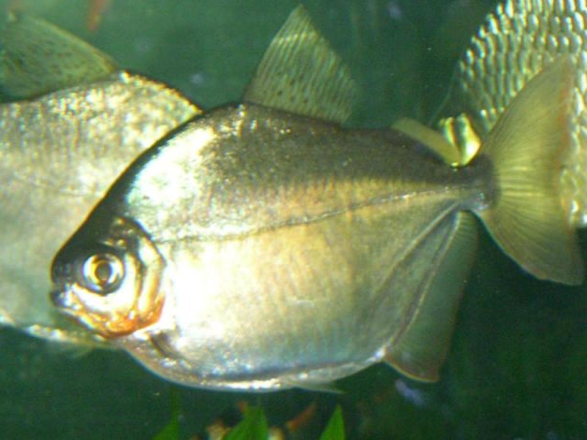 Silver Dollar Fish Care Overview with Tank Size and