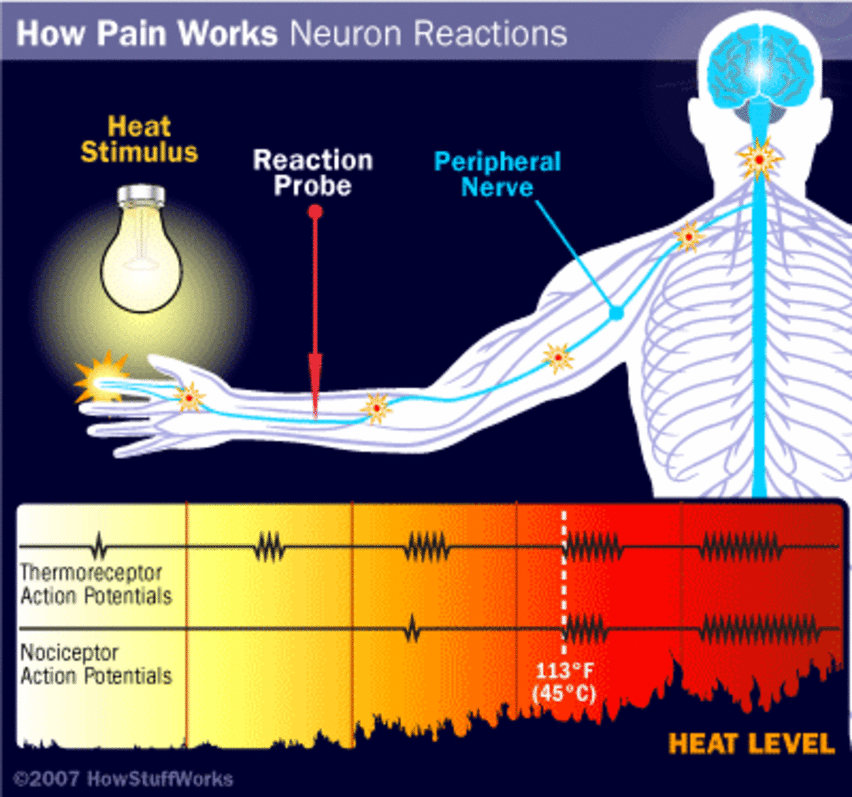 Physiology of pain
