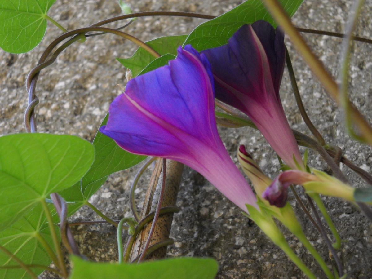 Ipomoea purpurea morning glory) tips and legends HubPages