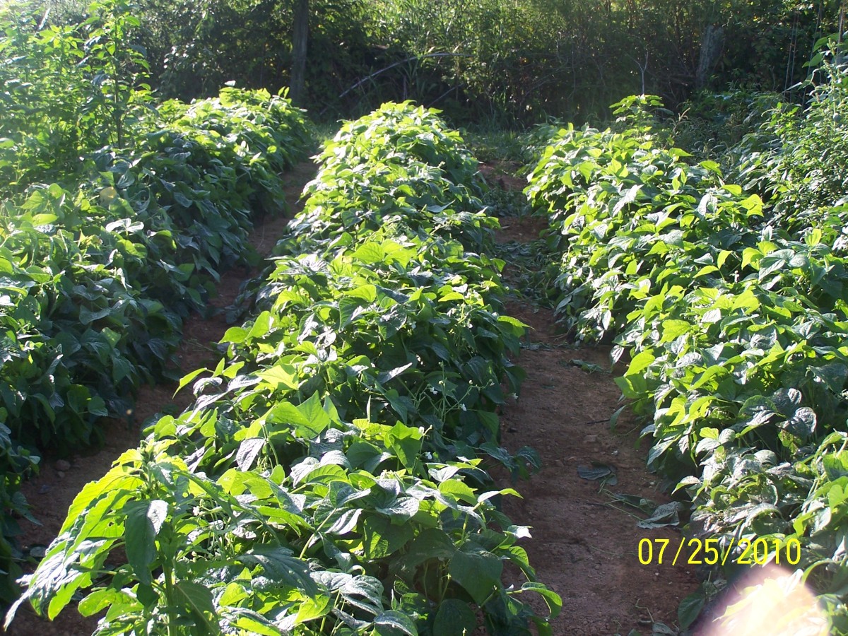 The Gardener's Companion How to plant and grow green beansGrowing