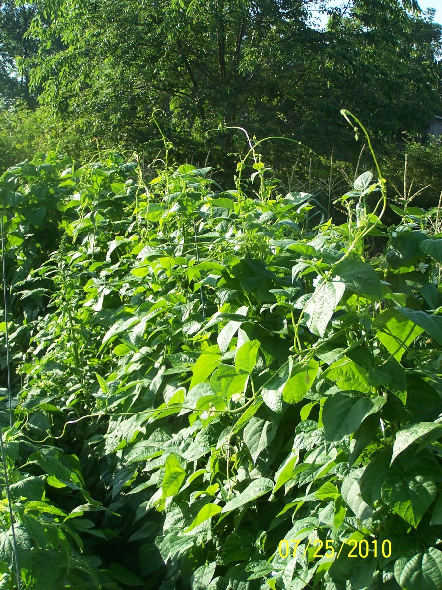 The Gardener's Companion How to plant and grow green beansGrowing