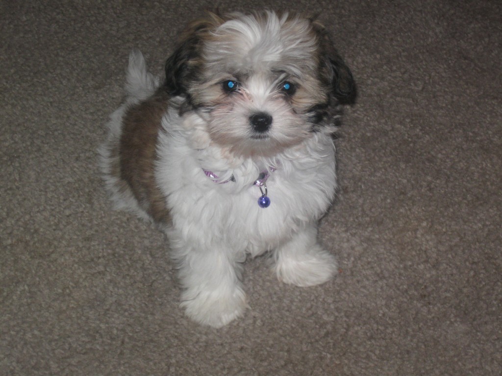 Maltese Shih Tzu a Hypoallergenic Designer Dog