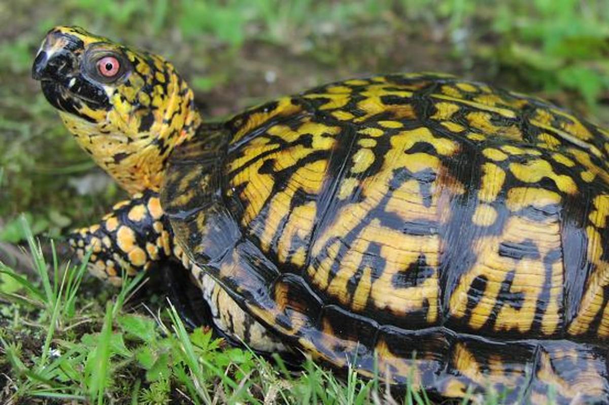 Box Turtle Need Water