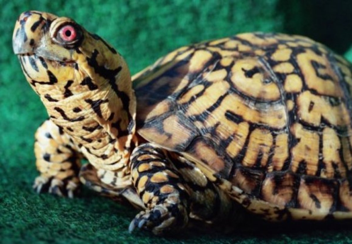 What You Should Know About Eastern Box Turtles HubPages