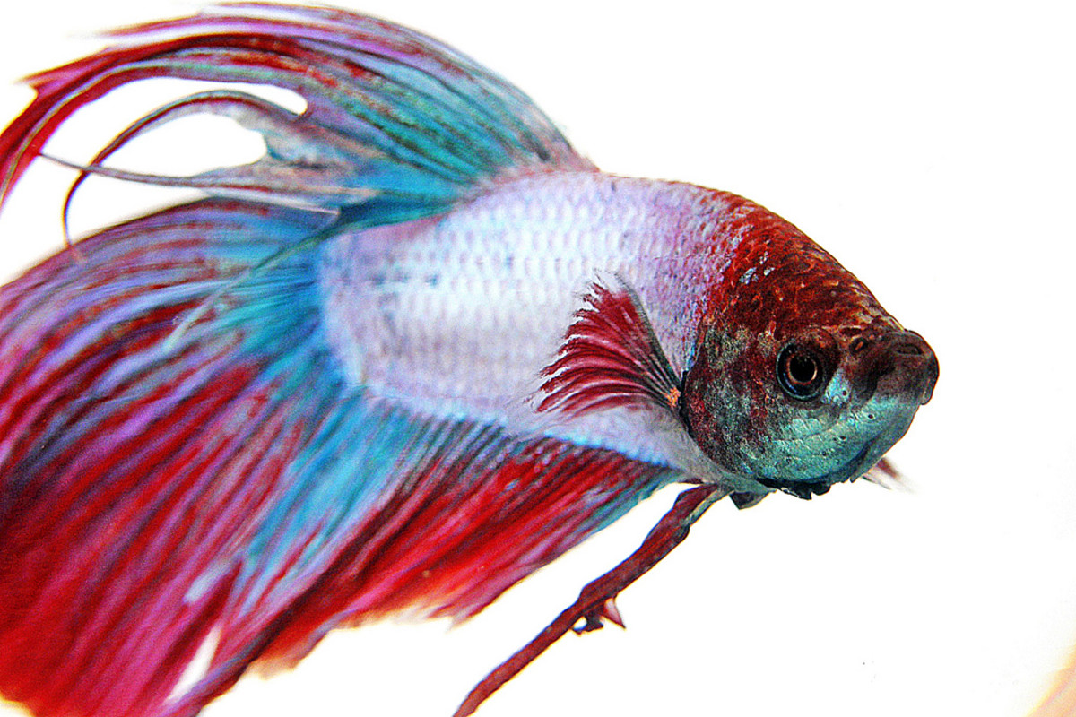 Fish Care Siamese Fighting Fish (Betta) PetHelpful