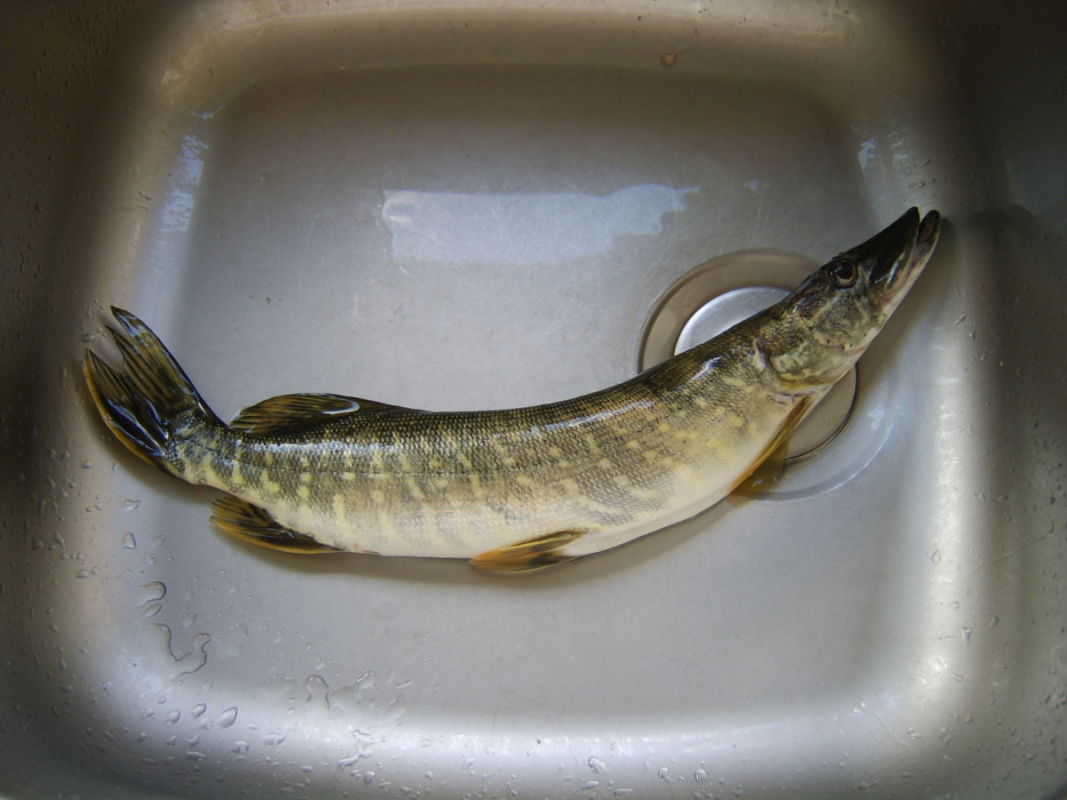 How to Cook Pike Delishably