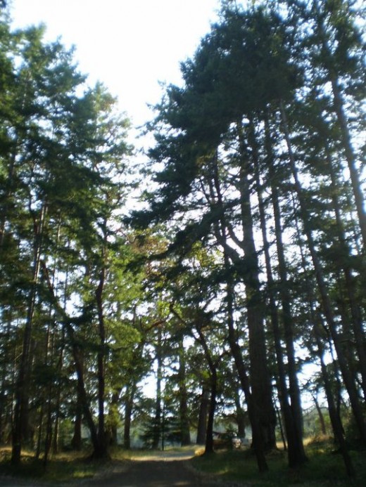 Lasqueti Island From Pender Harbour Or Vancouver Island A Step Back