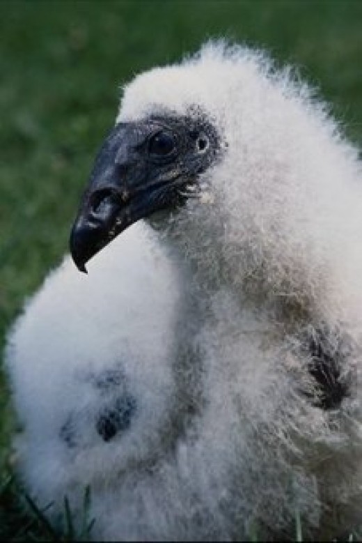 Buzzard Day in Hinckley, Ohio HubPages