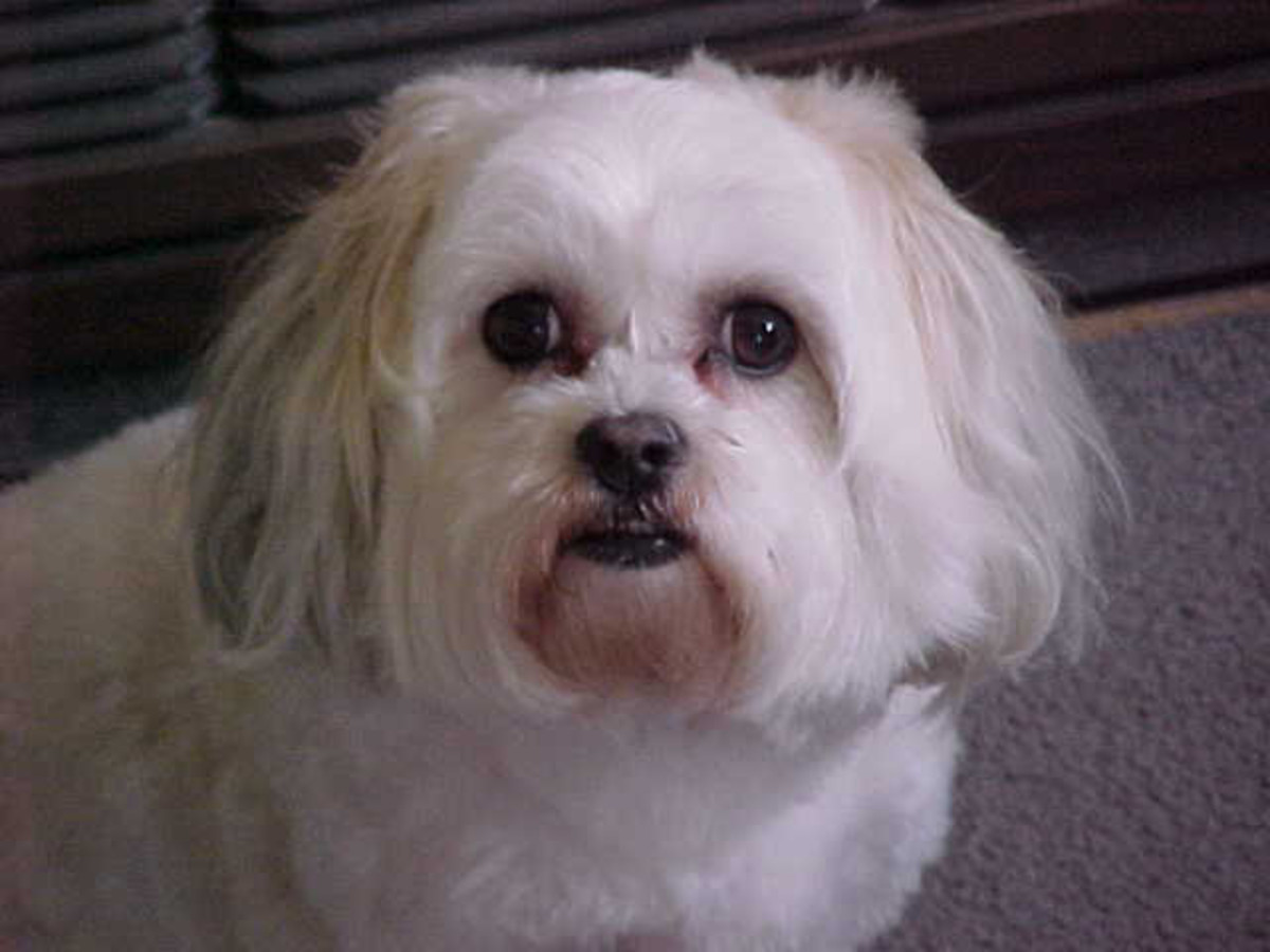 Paling Inspiratif Maltese Shih Tzu Bichon Frise Mix Keep Me Blog's