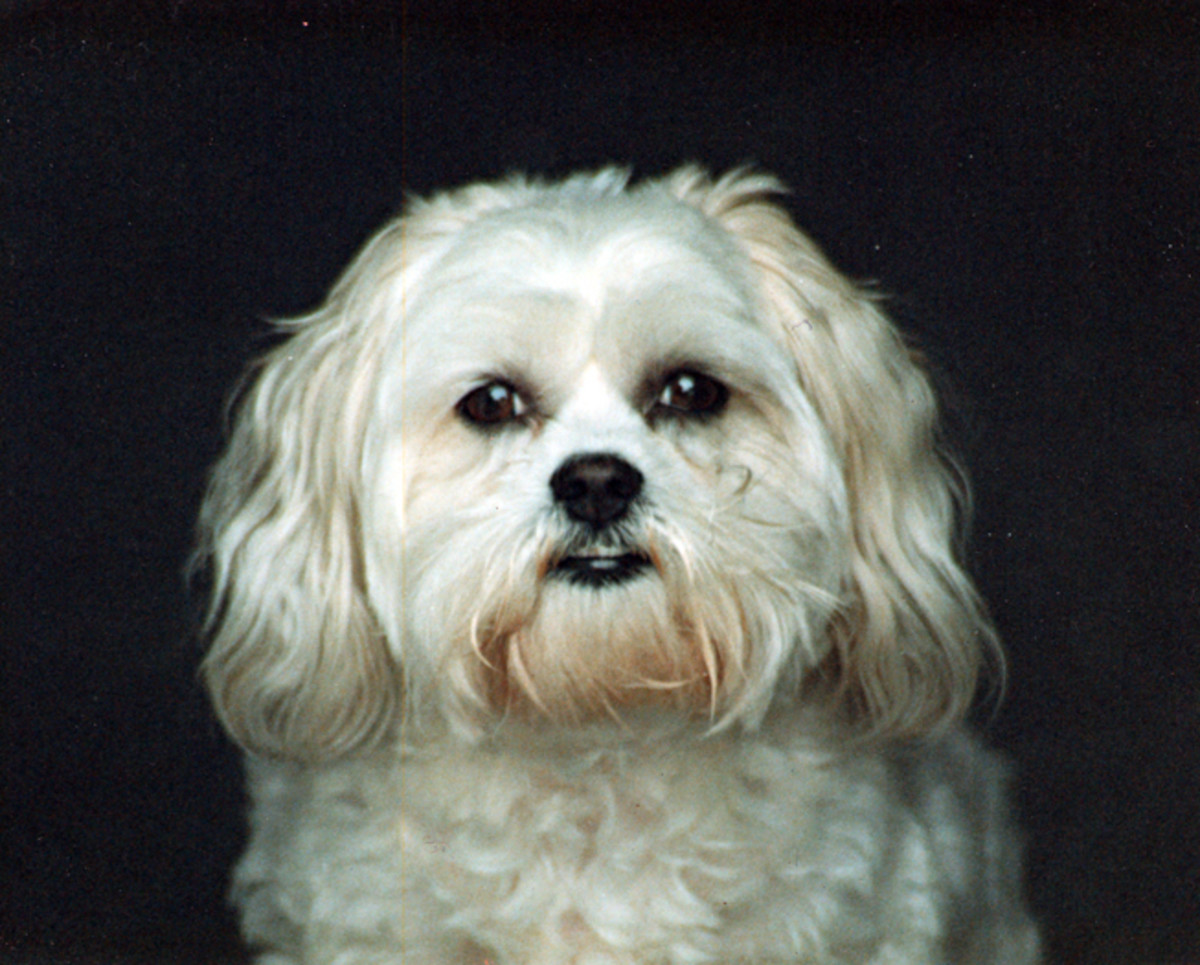 Primrose my beautiful maltese shih tzu bichon frise puppy dog HubPages