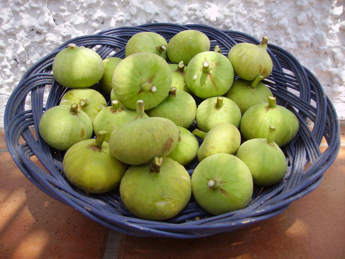 How to Dry Figs in the Sun Delishably