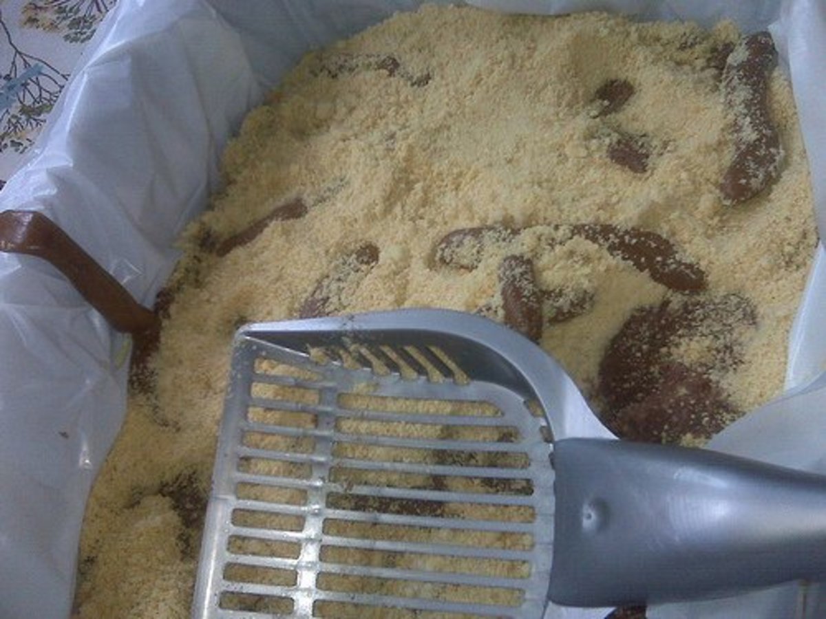 How to Build an Outdoor Cat Litter Box PetHelpful