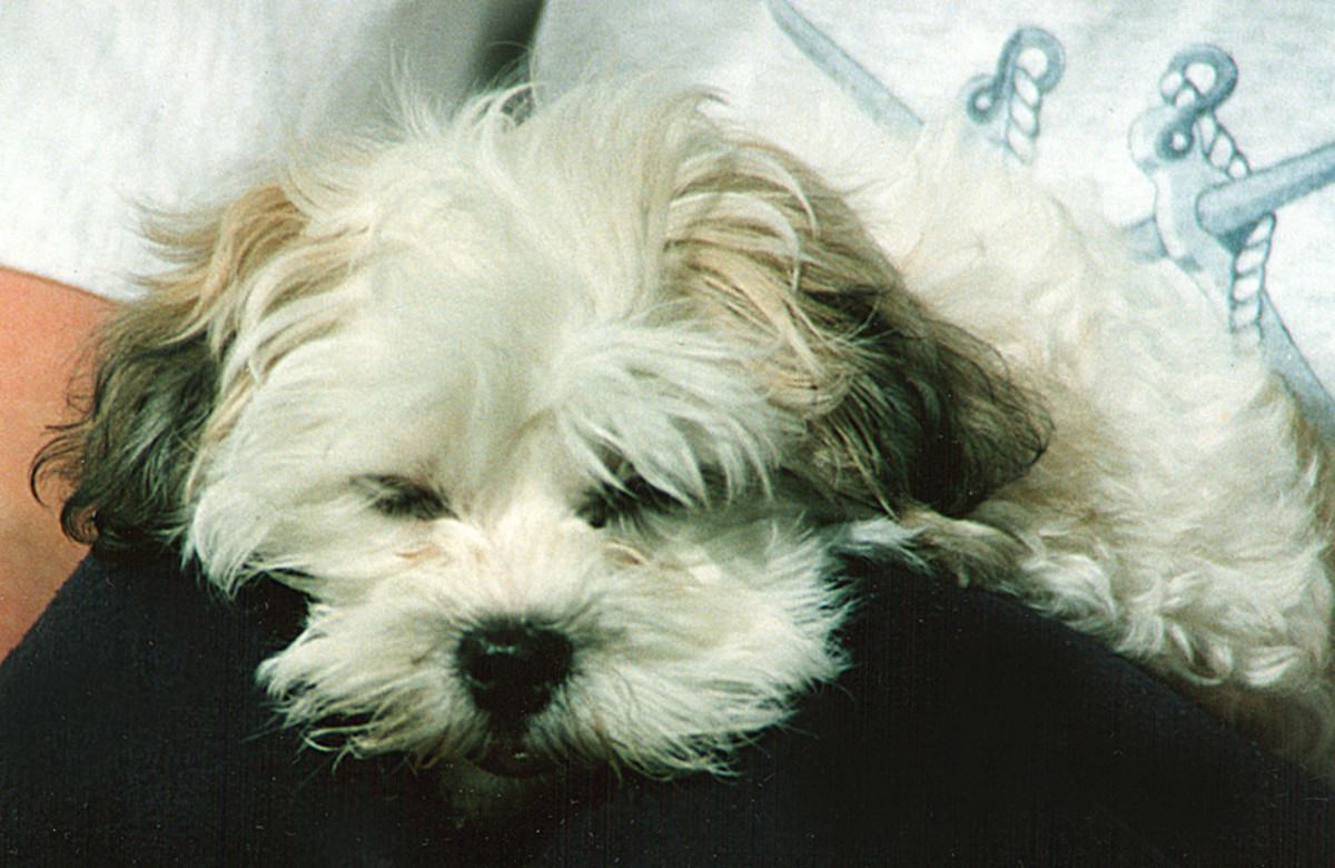 Primrose my beautiful maltese shih tzu bichon frise puppy dog HubPages