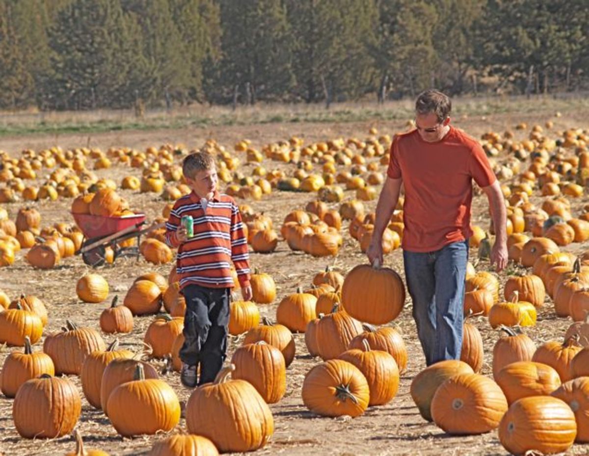 Pumpkin Patches in Central Oregon HubPages