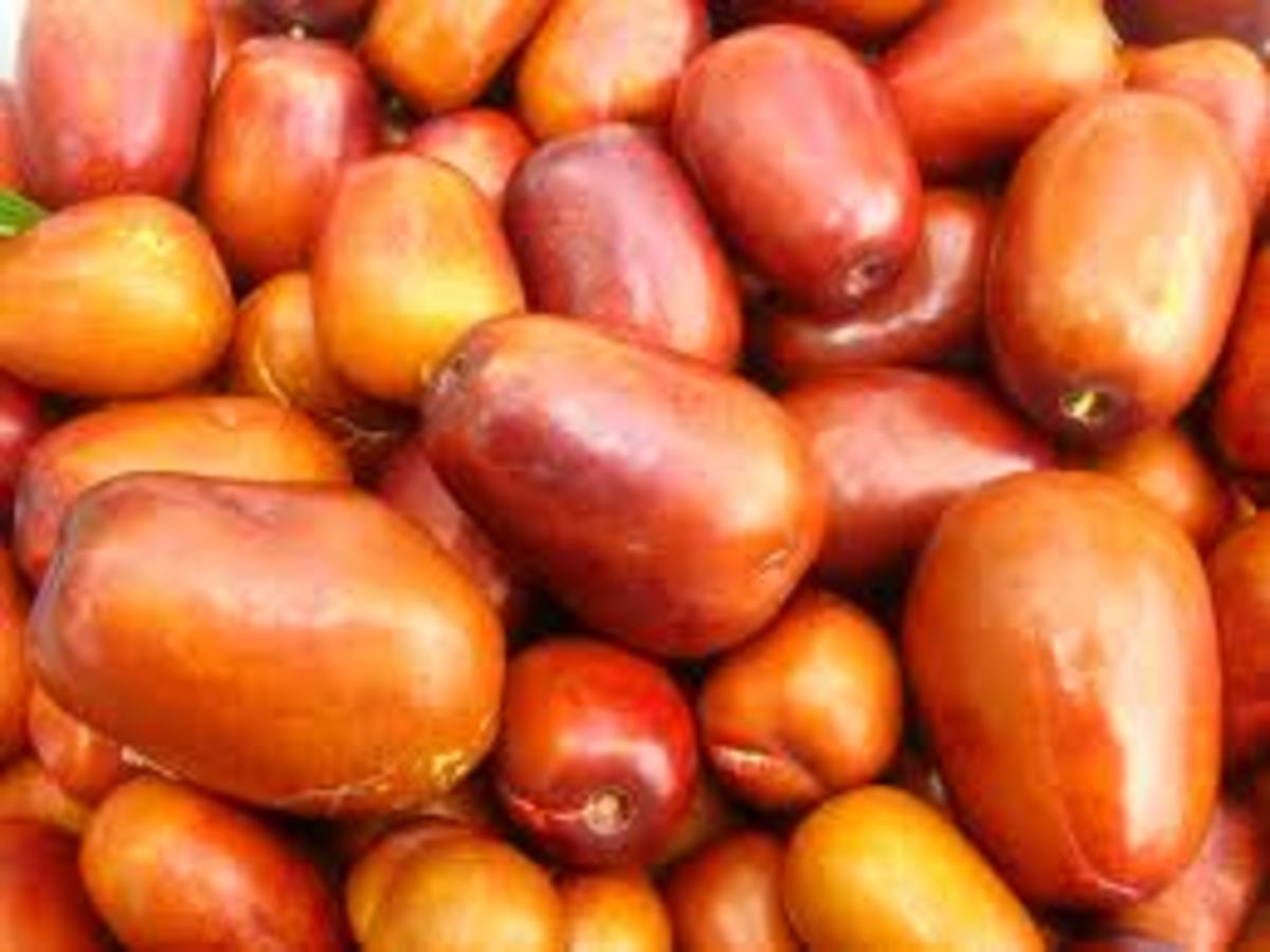 5 Medicinal Benefits of the Jujube Fruit