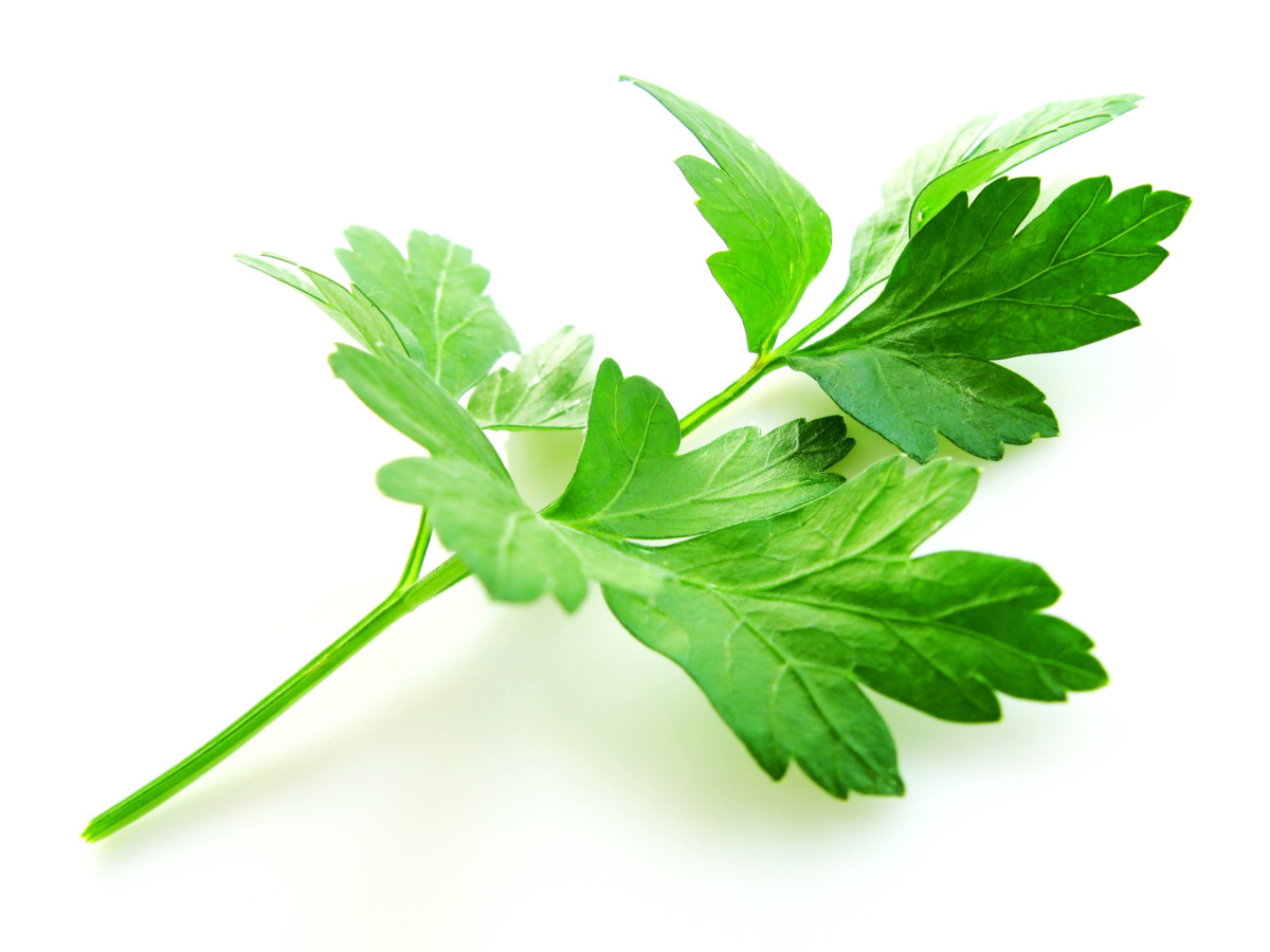 Bringing Herbs in for the Winter How to Grow and Enjoy Herbs Every