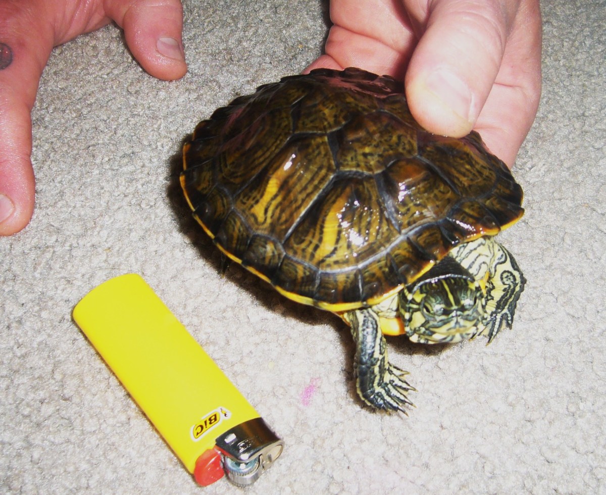Caring for Water Turtles HubPages