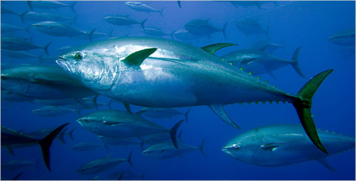 Deep Sea fishing, Australia, Tuna, Swordfish, Seafishing Tours HubPages