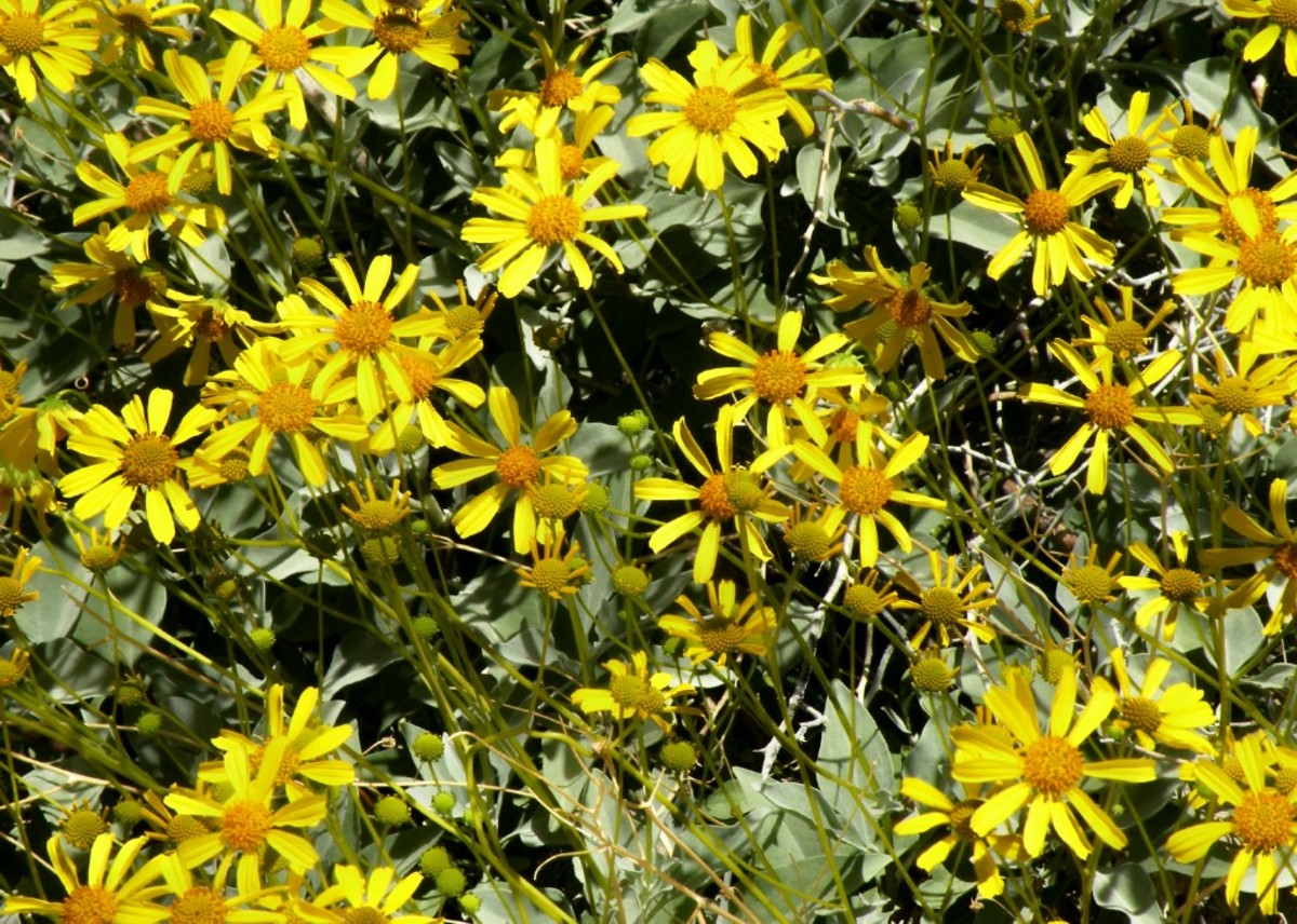 Arizona Desert Wildflower Pictures WanderWisdom