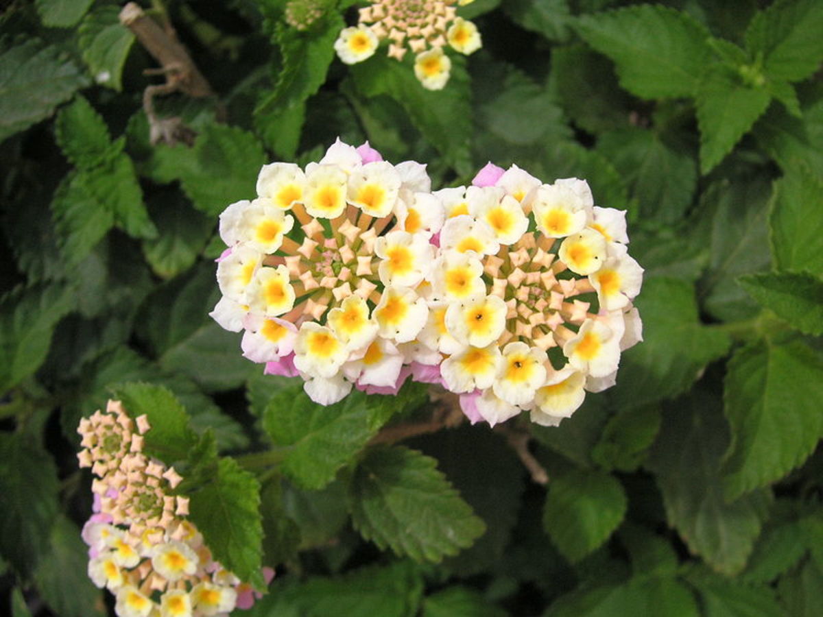 Facts About the Lantana Flower Dengarden