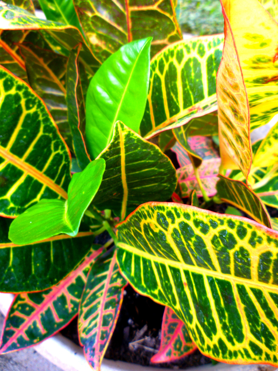 Growing Crotons Indoors & in the Garden Dengarden