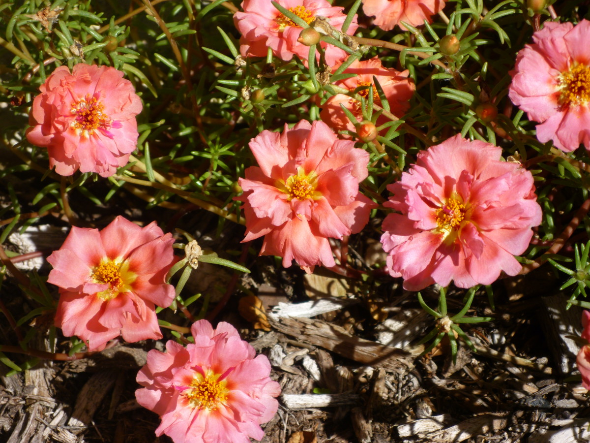 Pictures of Flowering Plants That Grow Well in My Houston Garden in