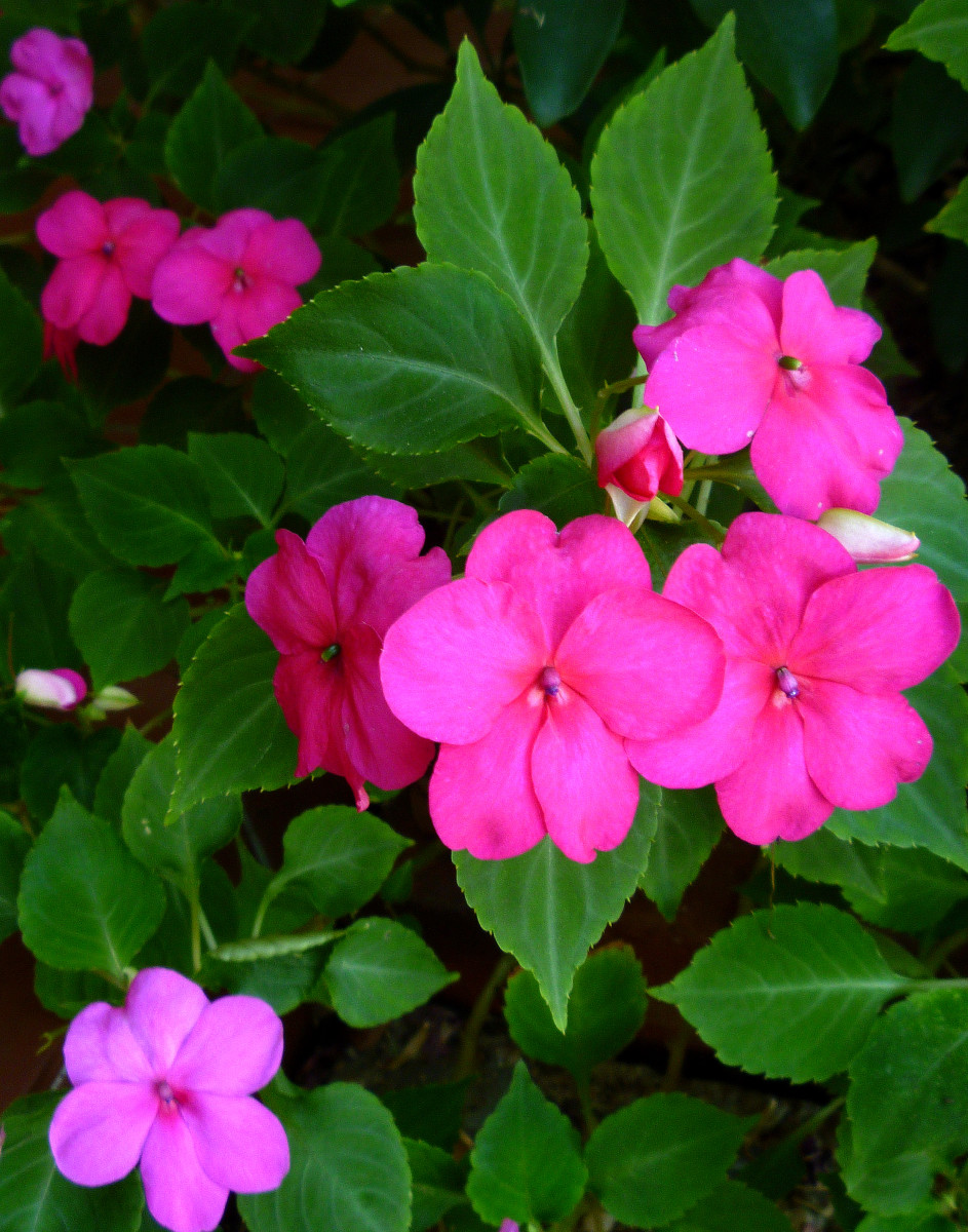 Pictures of Flowering Plants That Grow Well in My Houston Garden in