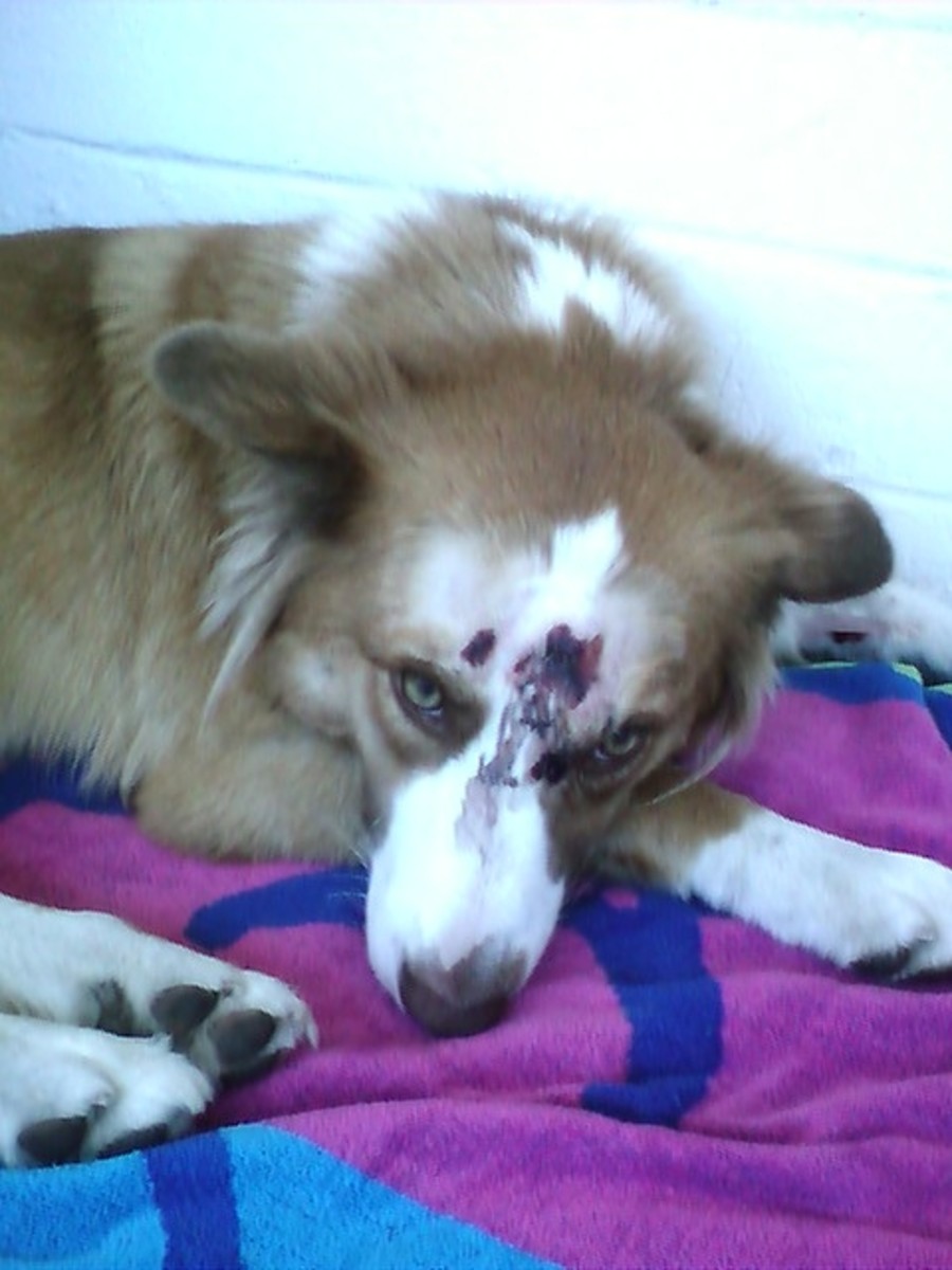 What to Do When Your Dog Gets Hit by a Car. PetHelpful