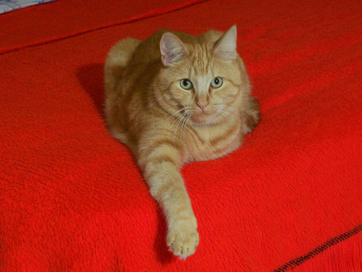 How to Get Rid of Cat Urine Smell PetHelpful