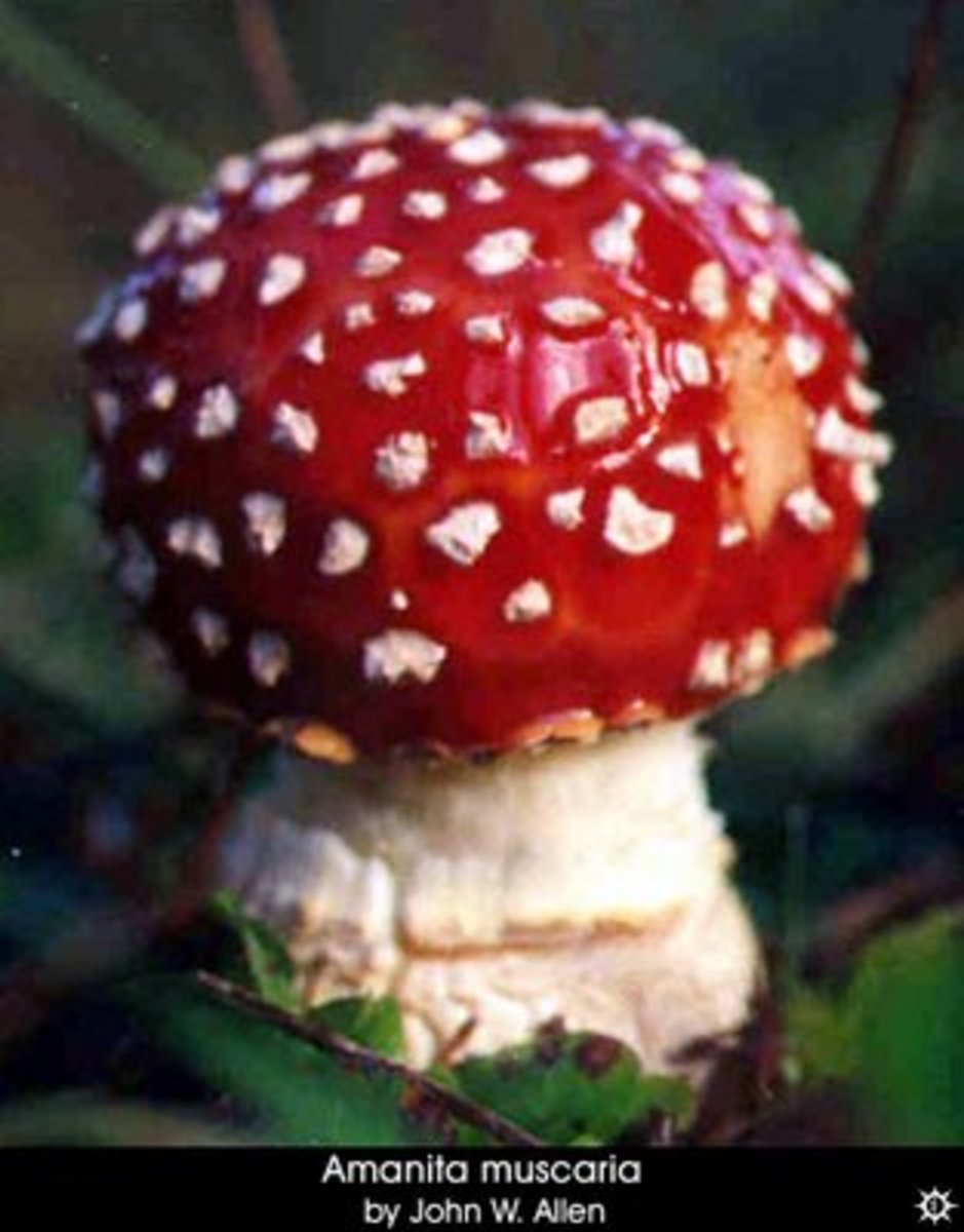 The Origin of Christmas Traditions Santa Claus the Magic Mushroom hubpages