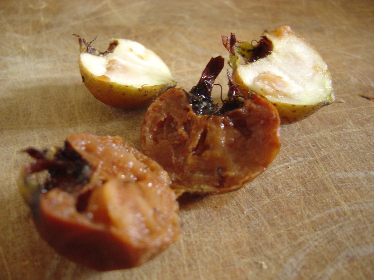What Is a Medlar Fruit (Musmula) and Where Can You Find Them? Dengarden