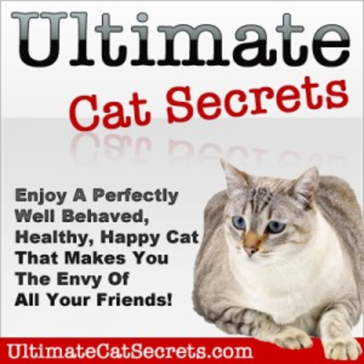 Pregnant Cat 10 Essential Pregnant Cat Care Tips! hubpages