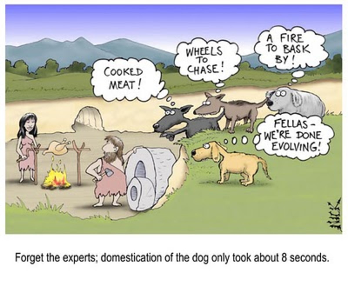 Darwin and Evolution HubPages